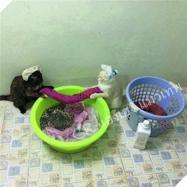 Đỡ không nổi trước cảnh các boss bị sen phạt phải làm việc nhà 9