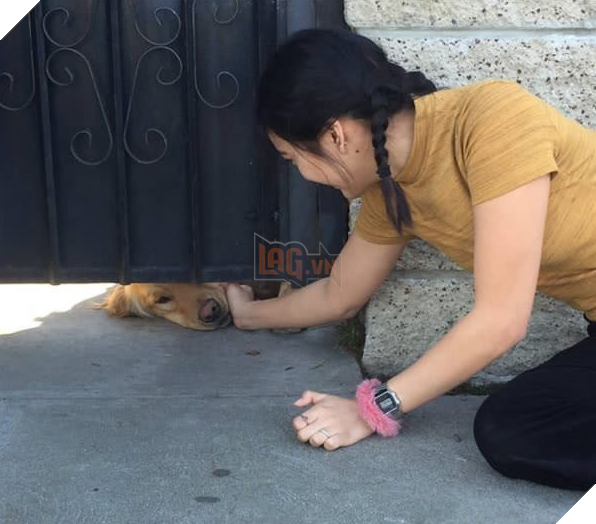 Chú chó nổi tiếng thế giới vì mỗi ngày đều nhòm qua khe cửa để chờ bạn thân tới vuốt ve 4