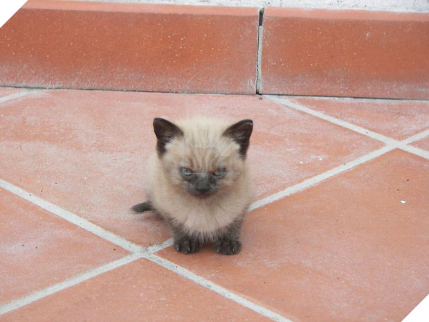 18 chú mèo con với gương mặt như đang hờn cả thế giới - Ảnh 9.