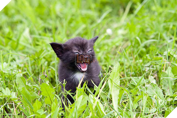 18 chú mèo con với gương mặt như đang hờn cả thế giới - Ảnh 7.