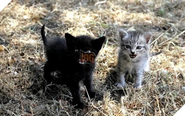 18 chú mèo con với gương mặt như đang hờn cả thế giới - Ảnh 13.