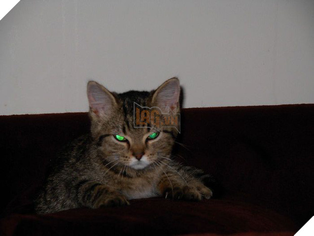 18 chú mèo con với gương mặt như đang hờn cả thế giới - Ảnh 15.