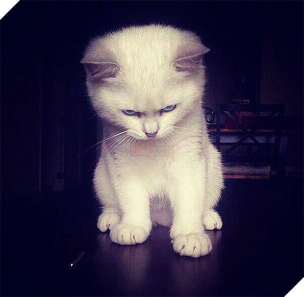 18 chú mèo con với gương mặt như đang hờn cả thế giới - Ảnh 3.