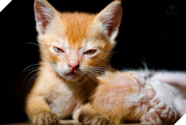 18 chú mèo con với gương mặt như đang hờn cả thế giới - Ảnh 31.