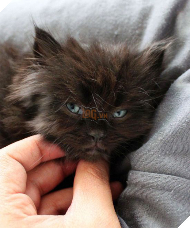 18 chú mèo con với gương mặt như đang hờn cả thế giới - Ảnh 29.