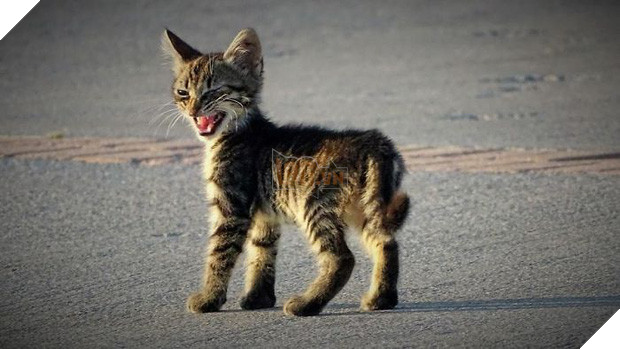 18 chú mèo con với gương mặt như đang hờn cả thế giới - Ảnh 27.