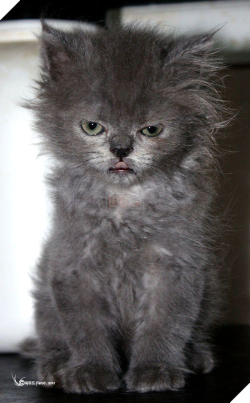 18 chú mèo con với gương mặt như đang hờn cả thế giới - Ảnh 33.