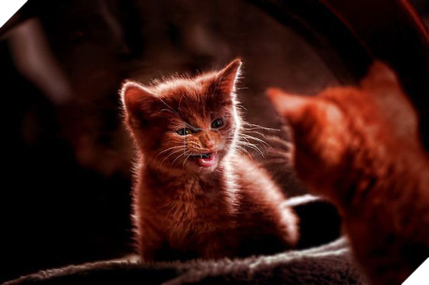 18 chú mèo con với gương mặt như đang hờn cả thế giới - Ảnh 35.