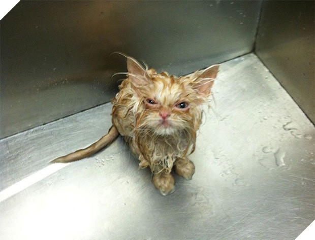 18 chú mèo con với gương mặt như đang hờn cả thế giới - Ảnh 25.