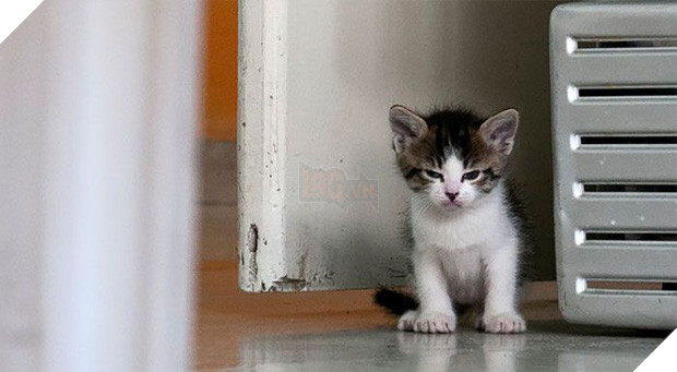 18 chú mèo con với gương mặt như đang hờn cả thế giới - Ảnh 23.