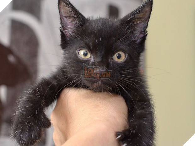 18 chú mèo con với gương mặt như đang hờn cả thế giới - Ảnh 17.