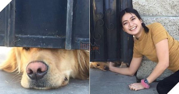 Chú chó nổi tiếng thế giới vì mỗi ngày đều nhòm qua khe cửa để chờ bạn thân tới vuốt ve
