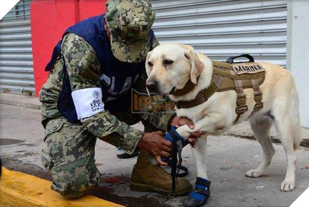 Cô chó được Tổng thống Mexico vinh danh sau khi cứu sống 52 người trong trận động đất khủng khiếp - Ảnh 1.