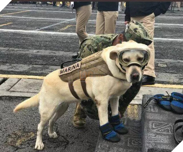 Cô chó được Tổng thống Mexico vinh danh sau khi cứu sống 52 người trong trận động đất khủng khiếp - Ảnh 3.