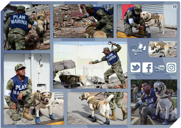 Cô chó được Tổng thống Mexico vinh danh sau khi cứu sống 52 người trong trận động đất khủng khiếp - Ảnh 8.