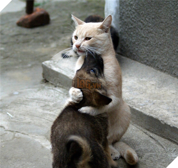 Khi lũ boss chúng nó tình thương mến thương với nhau  3