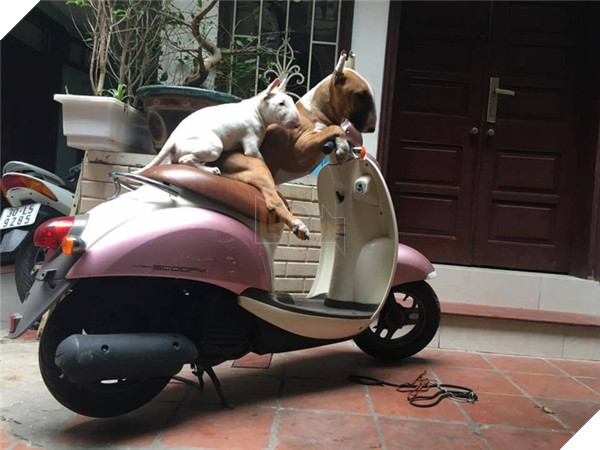 Khi lũ boss chúng nó tình thương mến thương với nhau  4