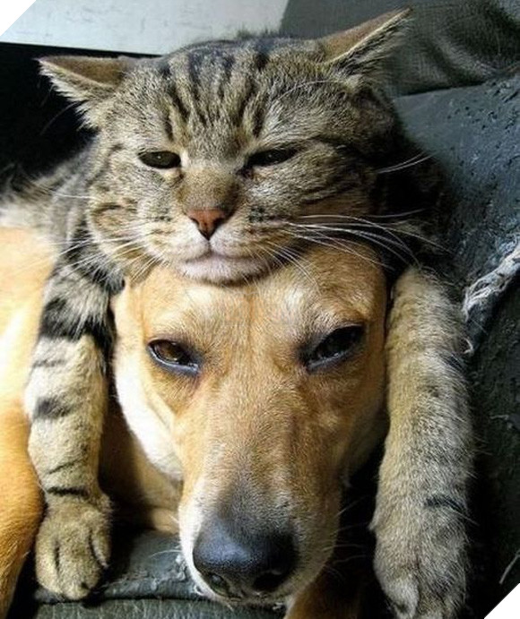 Khi lũ boss chúng nó tình thương mến thương với nhau  7