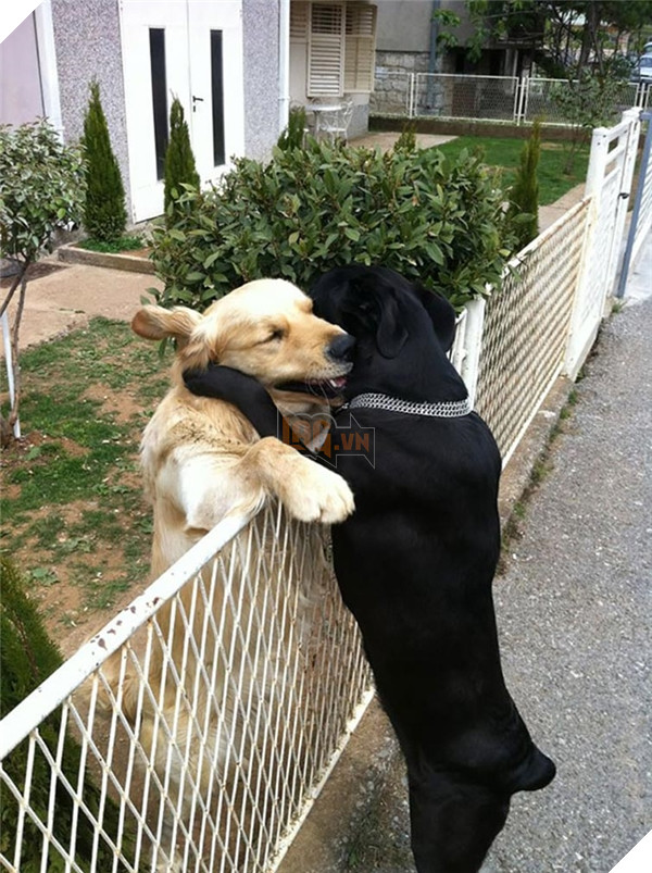 Khi lũ boss chúng nó tình thương mến thương với nhau  9