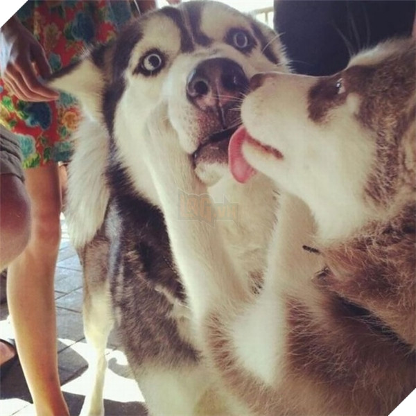 Khi lũ boss chúng nó tình thương mến thương với nhau  10