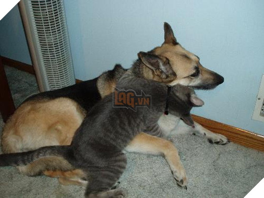 Khi lũ boss chúng nó tình thương mến thương với nhau  11