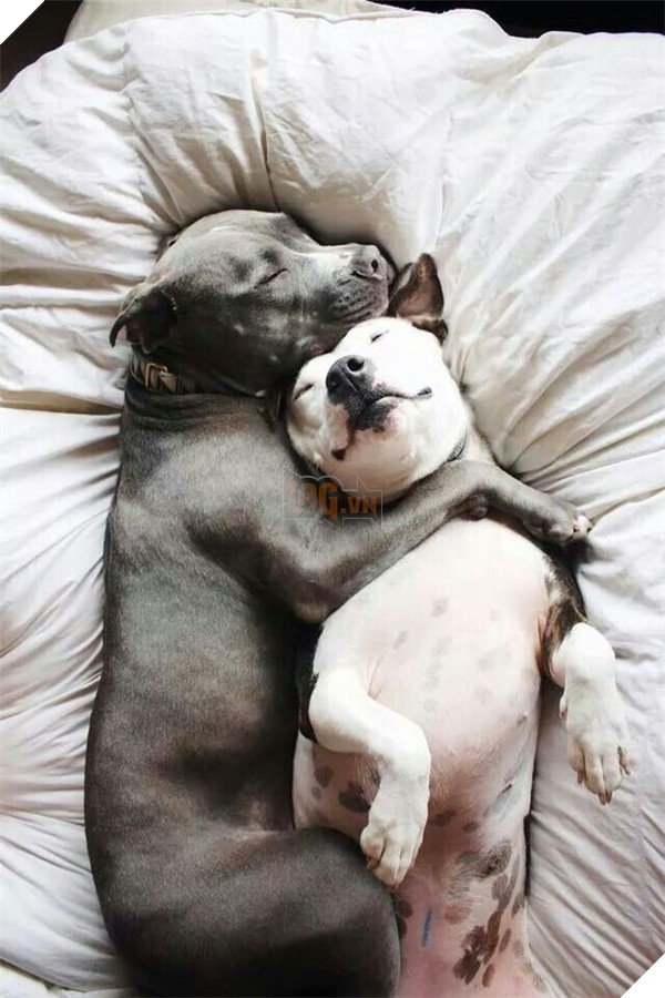 Khi lũ boss chúng nó tình thương mến thương với nhau  15