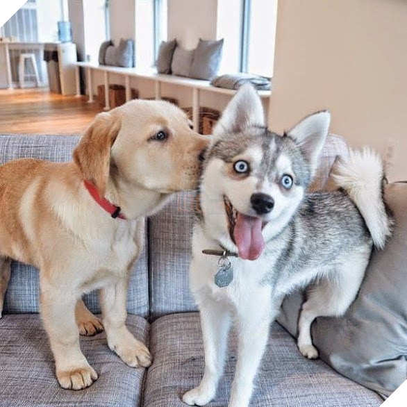 Khi lũ boss chúng nó tình thương mến thương với nhau  17