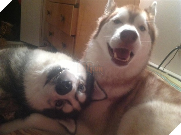 Khi lũ boss chúng nó tình thương mến thương với nhau  2