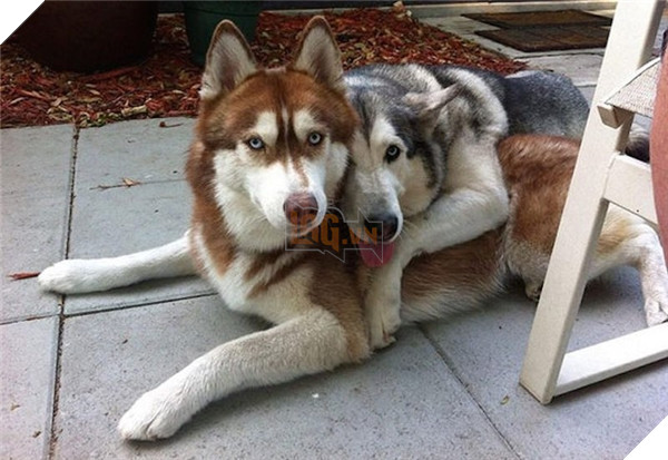 Khi lũ boss chúng nó tình thương mến thương với nhau  6