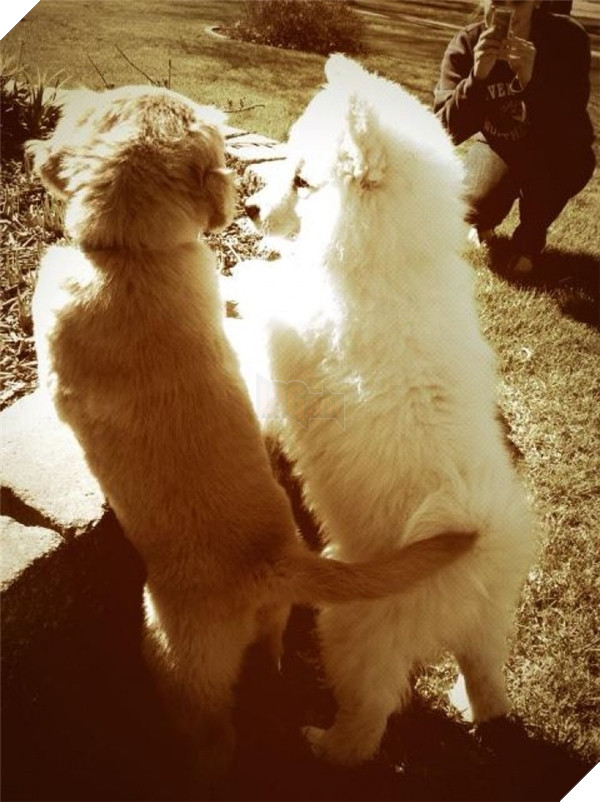 Khi lũ boss chúng nó tình thương mến thương với nhau  18