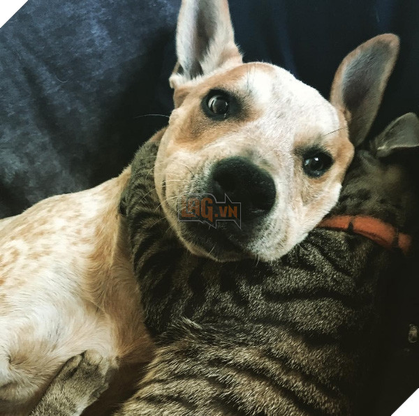 Khi lũ boss chúng nó tình thương mến thương với nhau  21