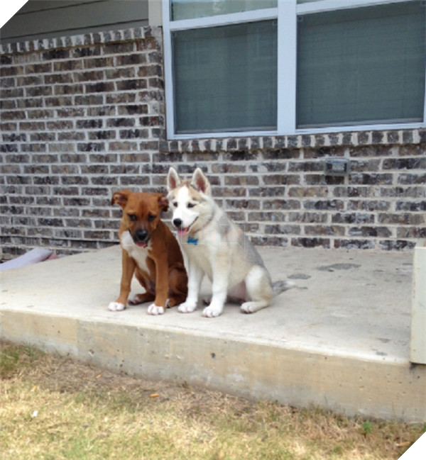 Khi lũ boss chúng nó tình thương mến thương với nhau  5