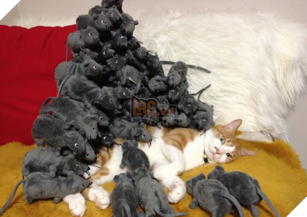 Mèo tỉnh giấc thấy ‘núi chuột’ trên lưng, phản ứng cuối cùng của nó khiến ai nấy ‘cười vỡ bụng’ 4