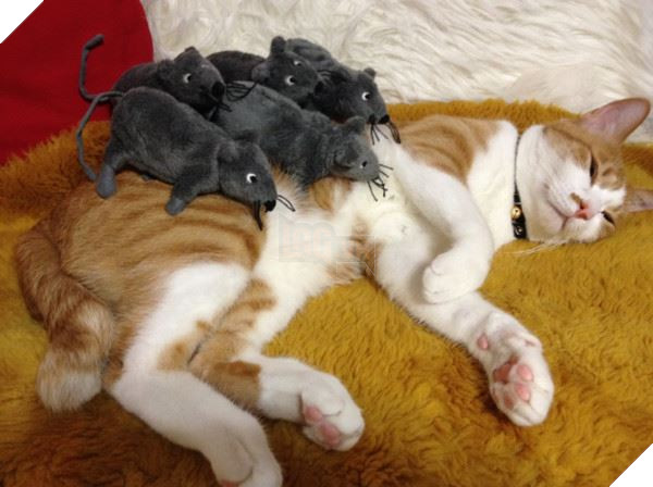 Mèo tỉnh giấc thấy ‘núi chuột’ trên lưng, phản ứng cuối cùng của nó khiến ai nấy ‘cười vỡ bụng’