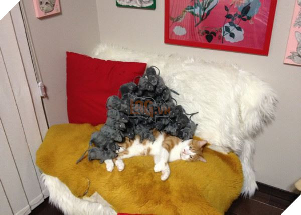 Mèo tỉnh giấc thấy ‘núi chuột’ trên lưng, phản ứng cuối cùng của nó khiến ai nấy ‘cười vỡ bụng’ 3