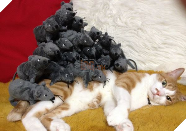 Mèo tỉnh giấc thấy ‘núi chuột’ trên lưng, phản ứng cuối cùng của nó khiến ai nấy ‘cười vỡ bụng’ 2