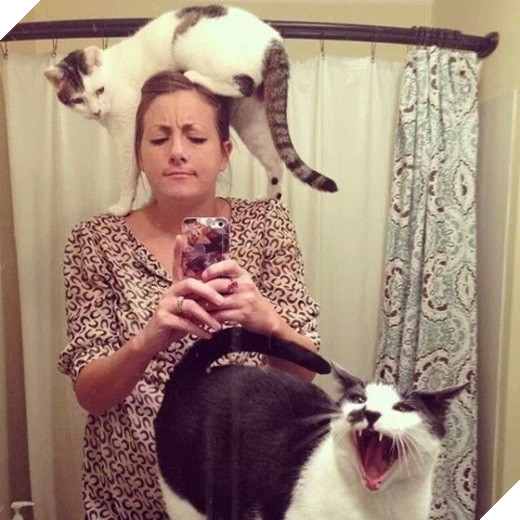 23 “nỗi niềm thầm kín” chỉ hội yêu mèo mới hiểu