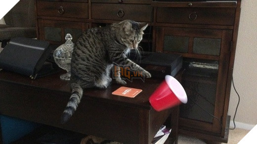 23 “nỗi niềm thầm kín” chỉ hội yêu mèo mới hiểu 2