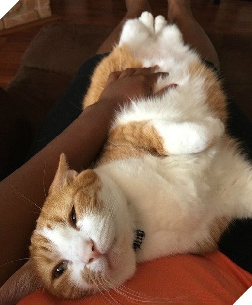 23 “nỗi niềm thầm kín” chỉ hội yêu mèo mới hiểu 3