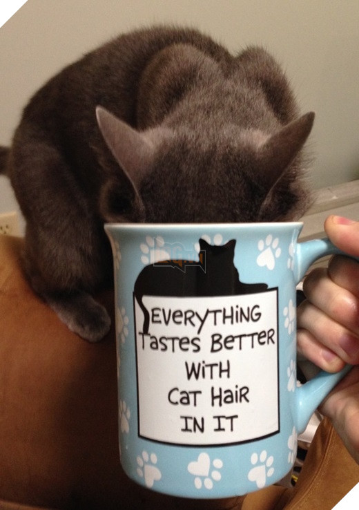 23 “nỗi niềm thầm kín” chỉ hội yêu mèo mới hiểu 5