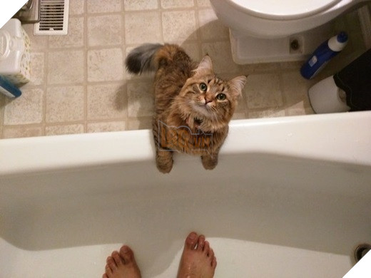 23 “nỗi niềm thầm kín” chỉ hội yêu mèo mới hiểu 6