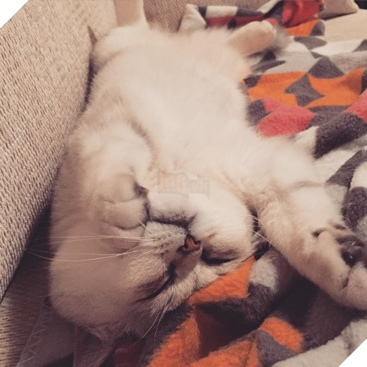 23 “nỗi niềm thầm kín” chỉ hội yêu mèo mới hiểu 10