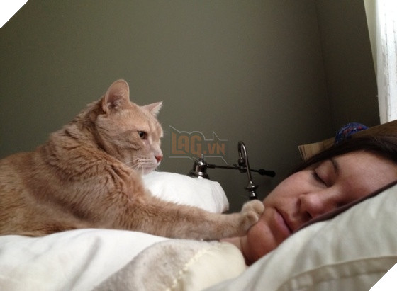 23 “nỗi niềm thầm kín” chỉ hội yêu mèo mới hiểu 11