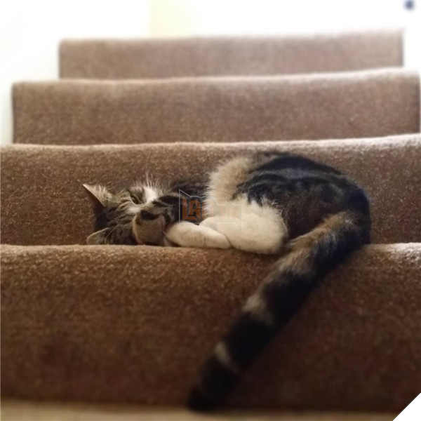 23 “nỗi niềm thầm kín” chỉ hội yêu mèo mới hiểu 12