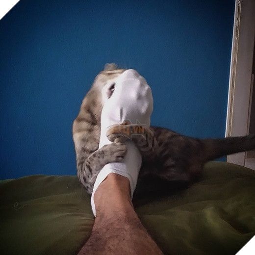 23 “nỗi niềm thầm kín” chỉ hội yêu mèo mới hiểu 13