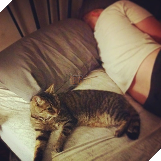 23 “nỗi niềm thầm kín” chỉ hội yêu mèo mới hiểu 14