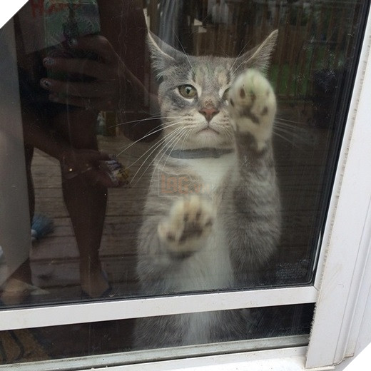 23 “nỗi niềm thầm kín” chỉ hội yêu mèo mới hiểu 16