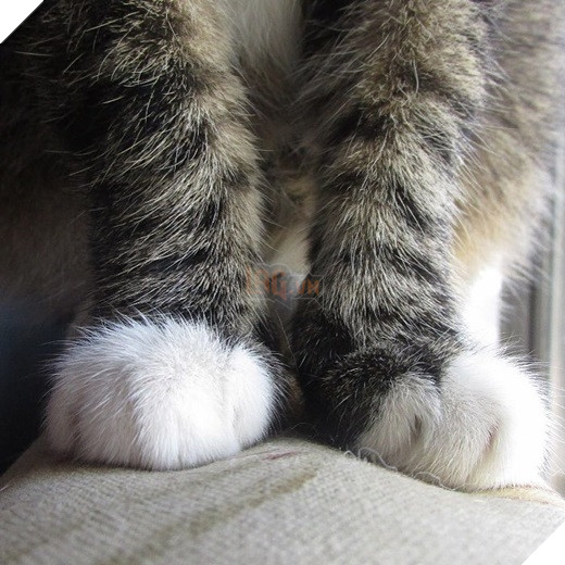 23 “nỗi niềm thầm kín” chỉ hội yêu mèo mới hiểu 17