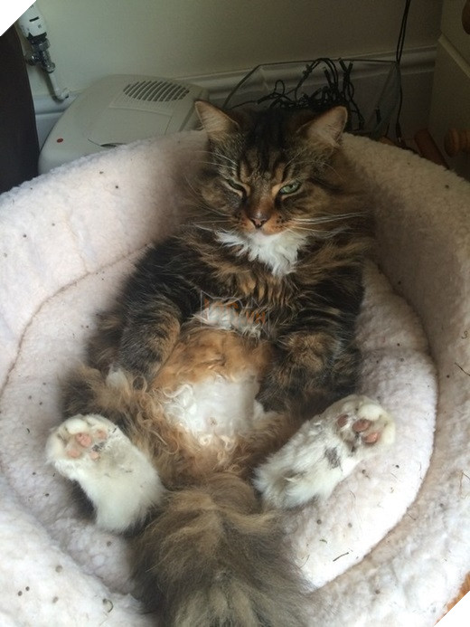 23 “nỗi niềm thầm kín” chỉ hội yêu mèo mới hiểu 18