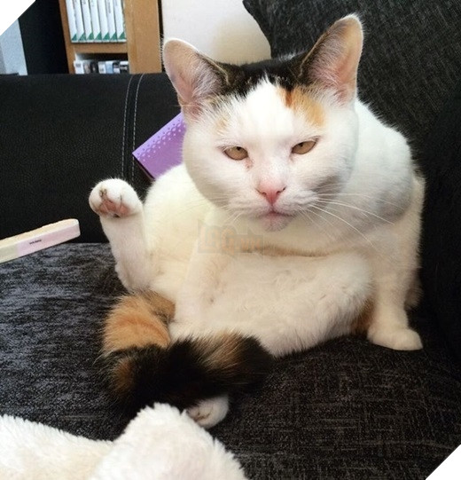 23 “nỗi niềm thầm kín” chỉ hội yêu mèo mới hiểu 19